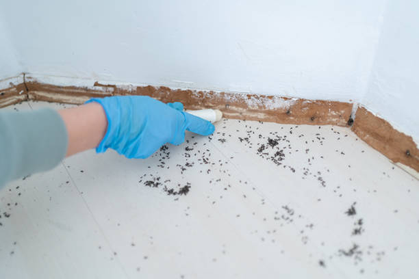 Best Flea Control Services  in Mountain Lake Park, MD